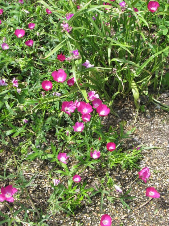 Purple Winecup (Callirhoe involucrata)