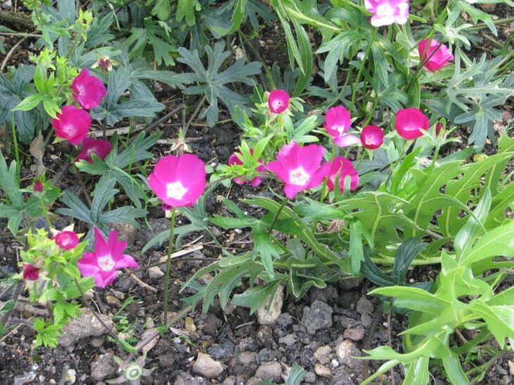 Purple Winecup (Callirhoe involucrata)