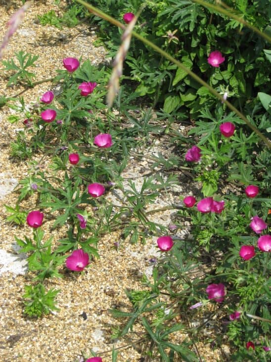 Purple Winecup (Callirhoe involucrata)