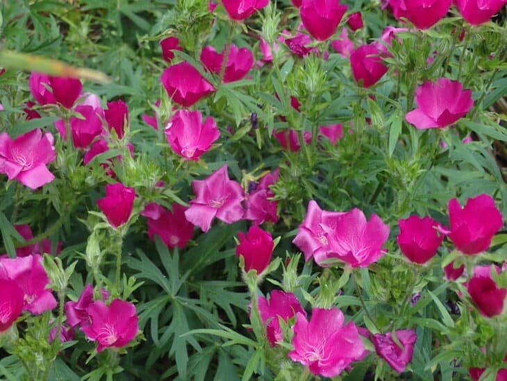 Purple Winecup (Callirhoe involucrata)