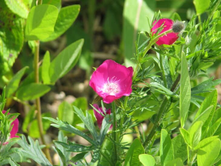 Purple Winecup (Callirhoe involucrata)