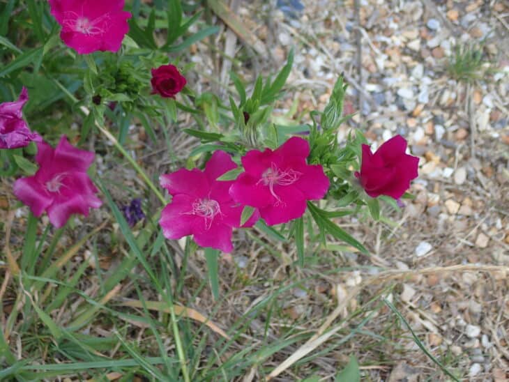 Purple Winecup (Callirhoe involucrata)