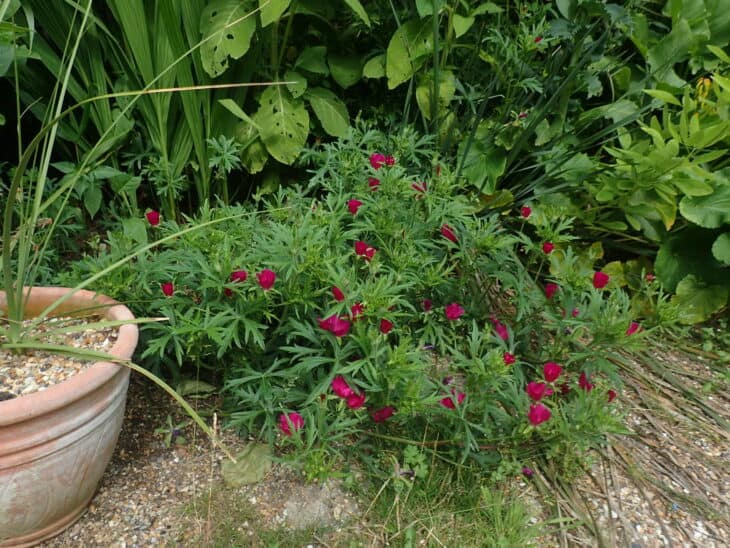 Purple Winecup (Callirhoe involucrata)