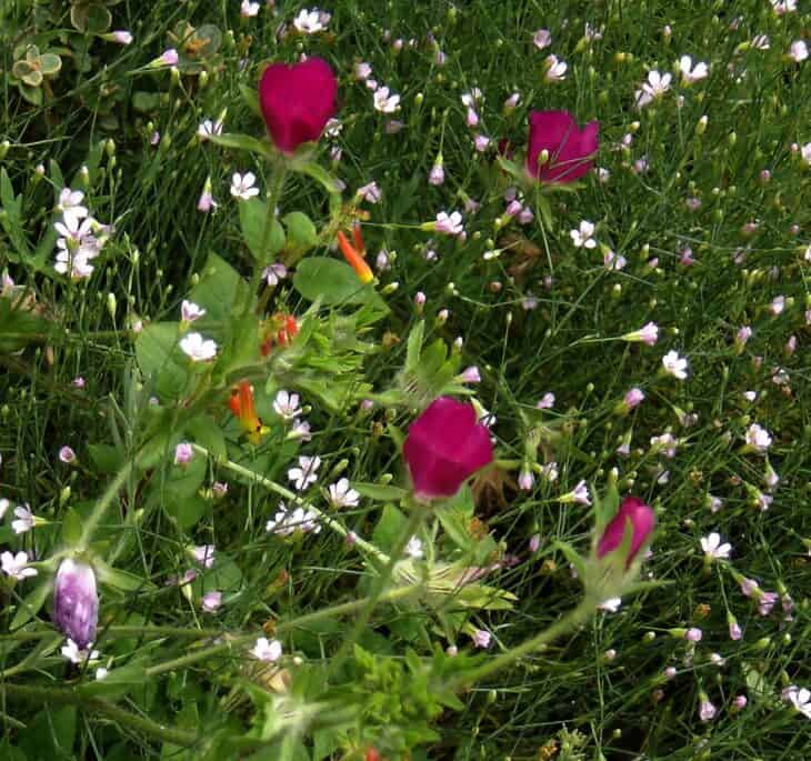 Purple Winecup (Callirhoe involucrata)