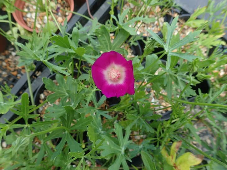 Purple Winecup (Callirhoe involucrata)