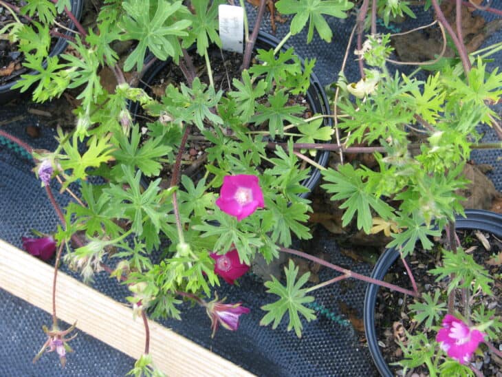 Purple Winecup (Callirhoe involucrata)