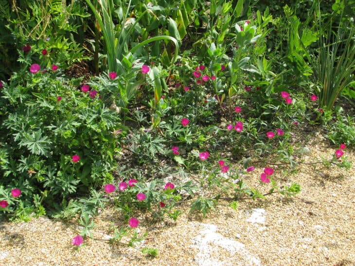 Purple Winecup (Callirhoe involucrata)