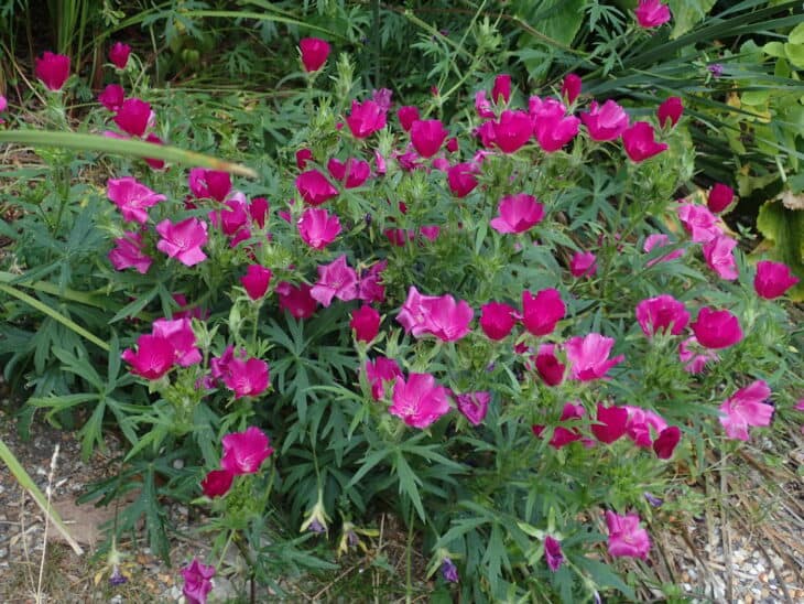 Purple Winecup (Callirhoe involucrata)