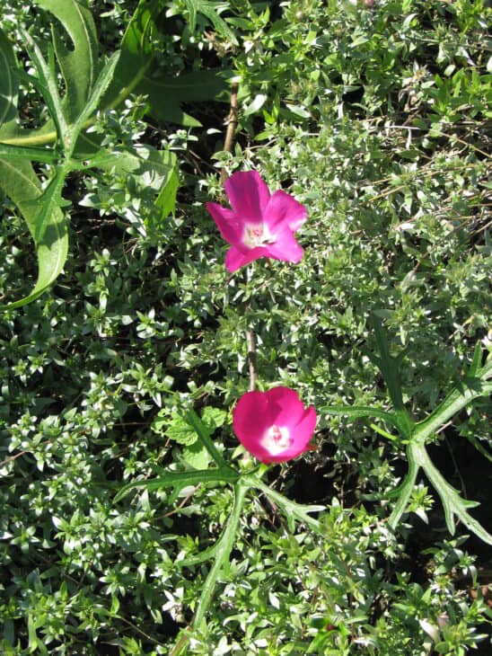 Purple Winecup (Callirhoe involucrata)