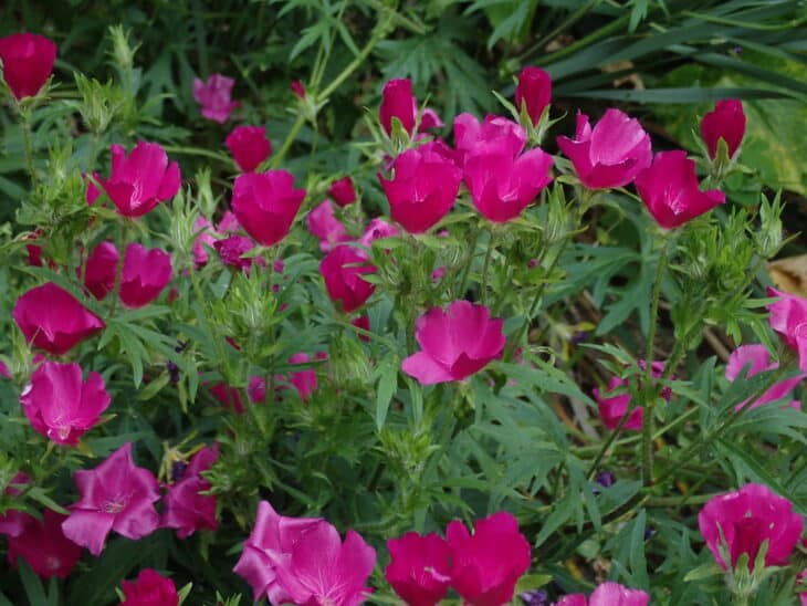 Purple Winecup (Callirhoe involucrata)