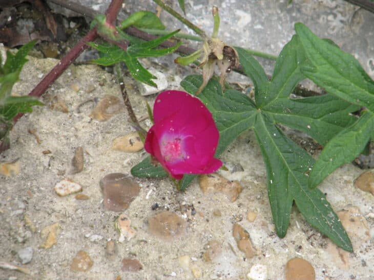 Purple Winecup (Callirhoe involucrata)