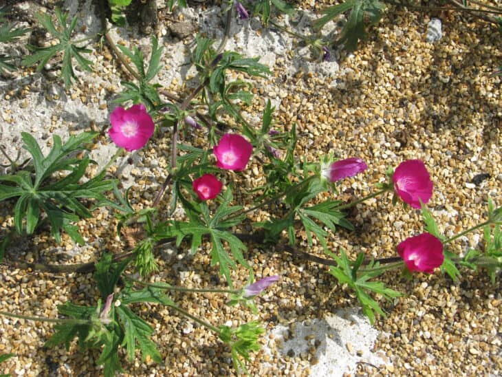 Purple Winecup (Callirhoe involucrata)