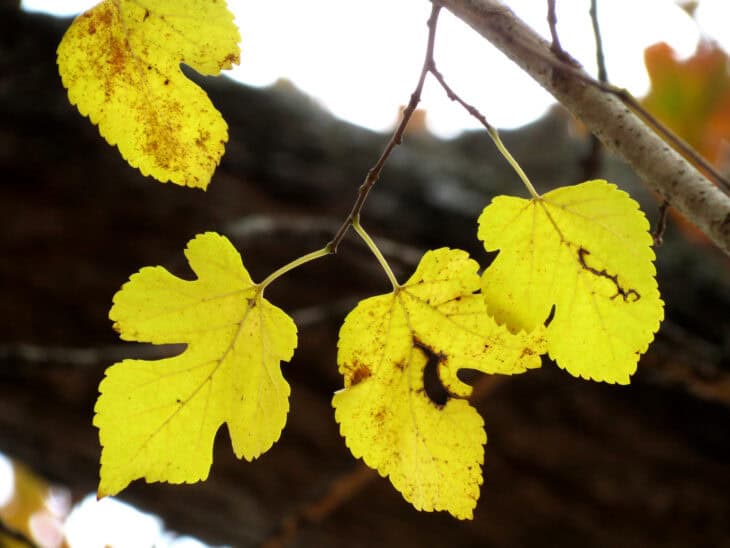 Red Mulberry (Morus rubra)