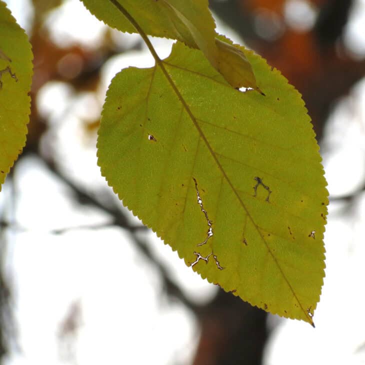 Red Mulberry (Morus rubra)