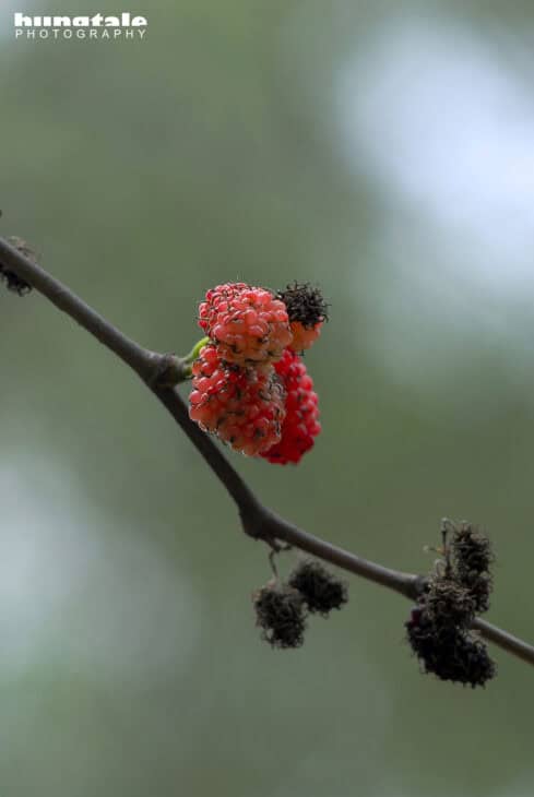 Red Mulberry (Morus rubra)