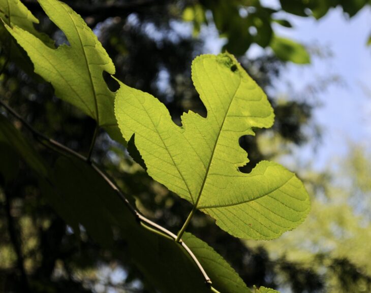 Red Mulberry (Morus rubra)
