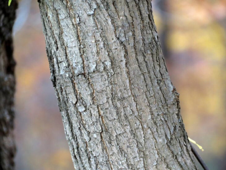 Red Mulberry (Morus rubra)
