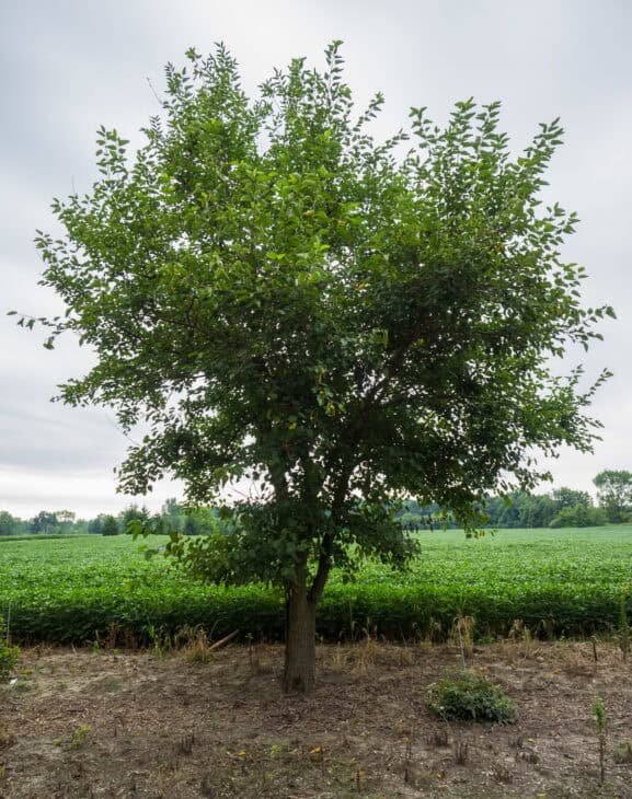 Red Mulberry (Morus rubra)