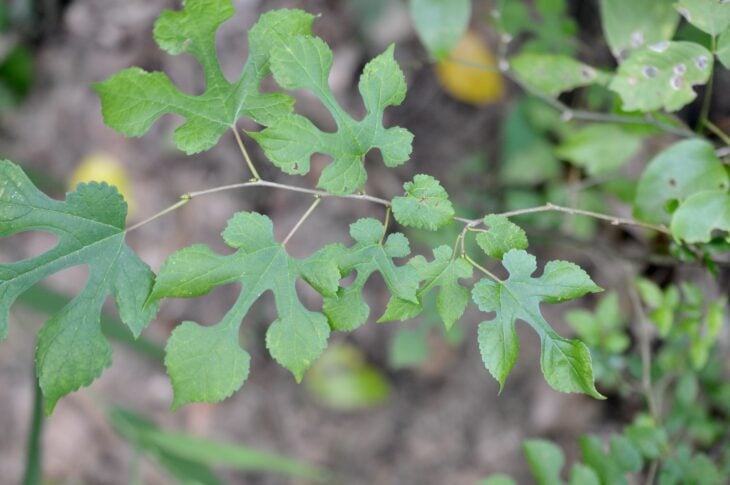 Red Mulberry (Morus rubra)