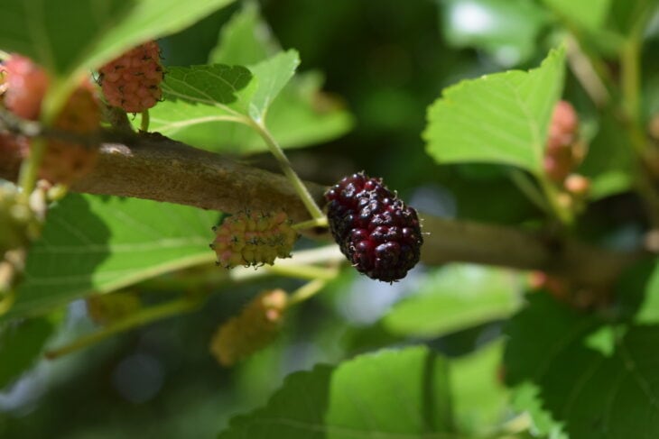 Red Mulberry (Morus rubra)