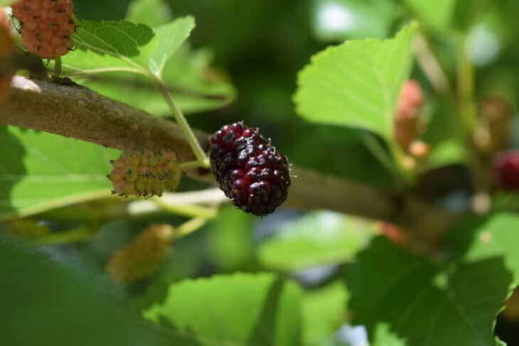 Red Mulberry (Morus rubra)