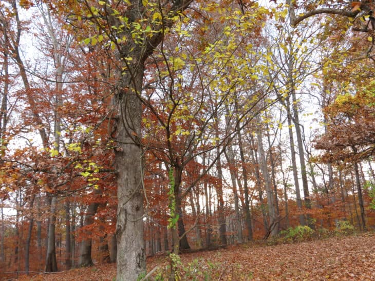 Red Mulberry (Morus rubra)