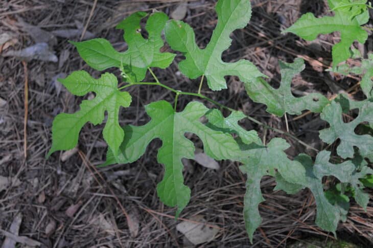 Red Mulberry (Morus rubra)