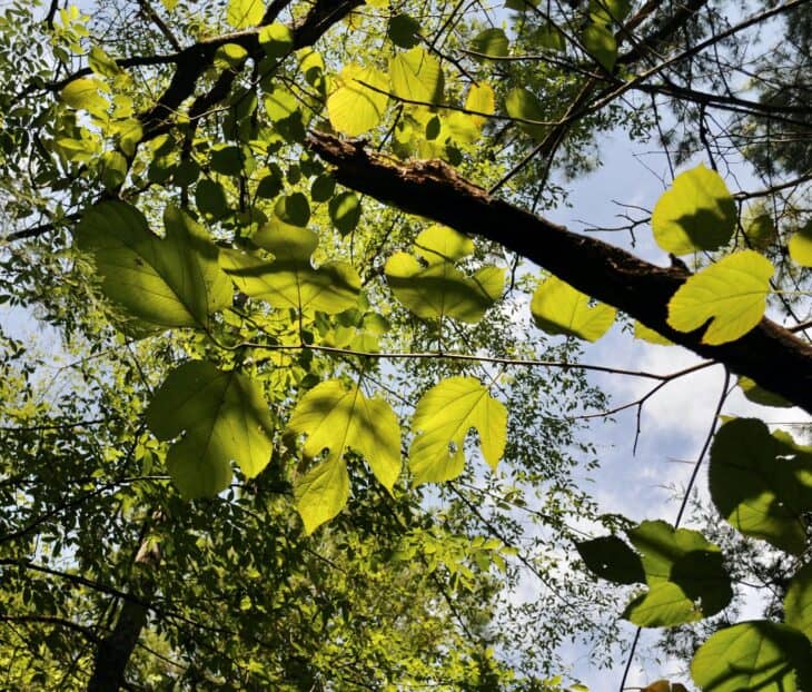 Red Mulberry (Morus rubra)