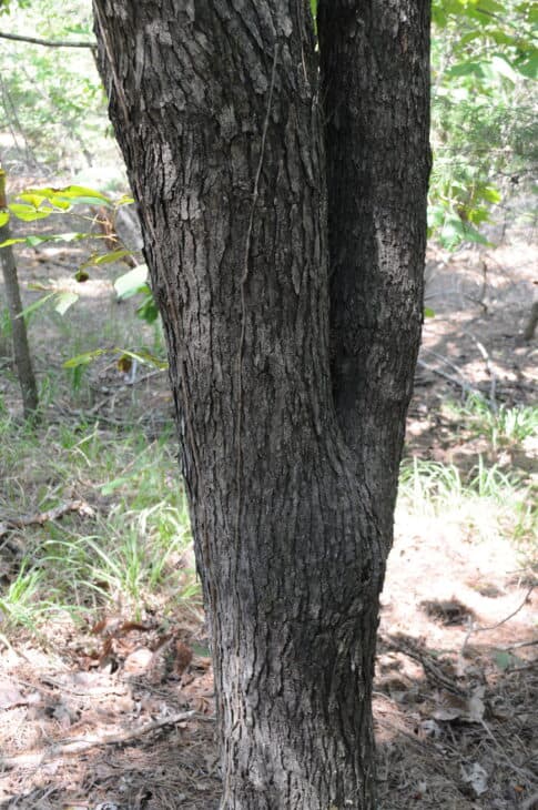 Red Mulberry (Morus rubra)
