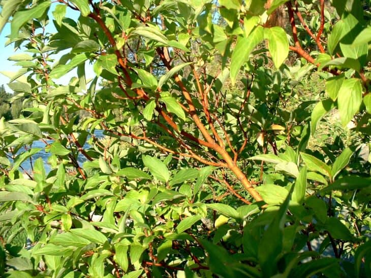 Redstem Dogwood - Red osier dogwood (Cornus sericea)