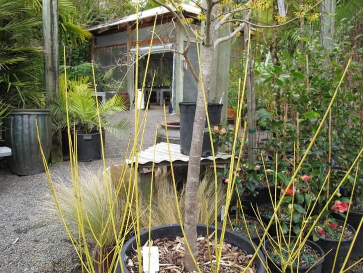 Redstem Dogwood - Red osier dogwood (Cornus sericea)