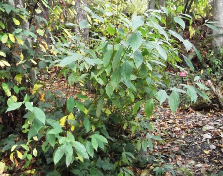Redstem Dogwood - Red osier dogwood (Cornus sericea)