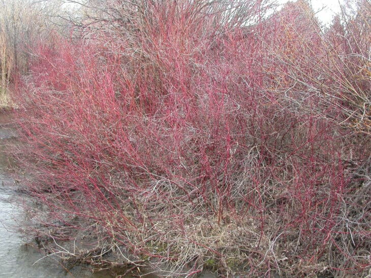 Redstem Dogwood - Red osier dogwood (Cornus sericea)