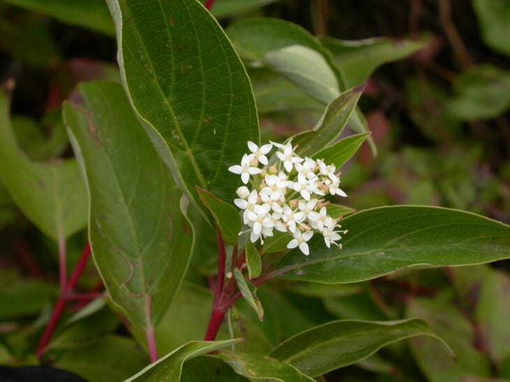 Redstem Dogwood - Red osier dogwood (Cornus sericea)