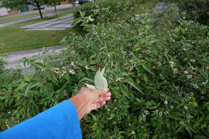 Redstem Dogwood - Red osier dogwood (Cornus sericea)