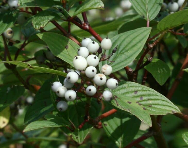 Redstem Dogwood - Red osier dogwood (Cornus sericea)