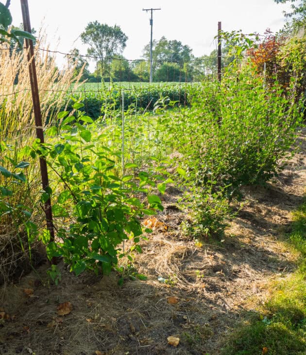 Redstem Dogwood - Red osier dogwood (Cornus sericea)