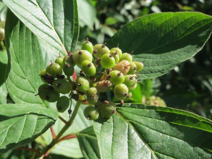 Redstem Dogwood - Red osier dogwood (Cornus sericea)