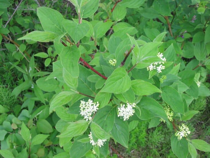 Redstem Dogwood - Red osier dogwood (Cornus sericea)