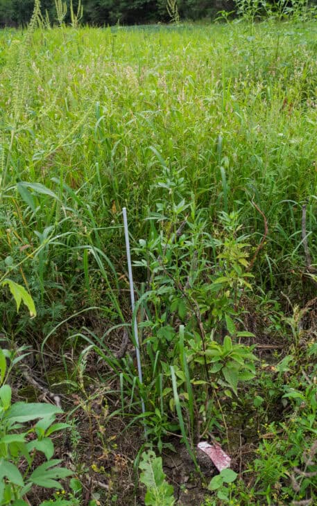 Redstem Dogwood - Red osier dogwood (Cornus sericea)
