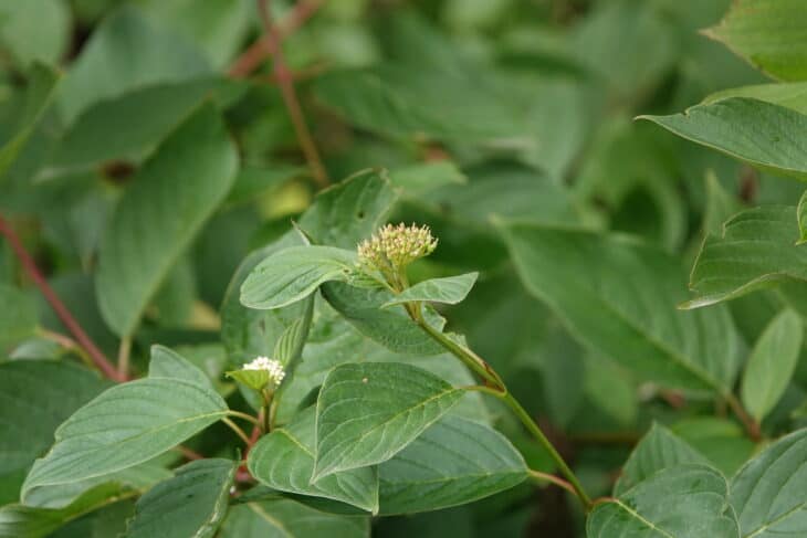 Redstem Dogwood - Red osier dogwood (Cornus sericea)
