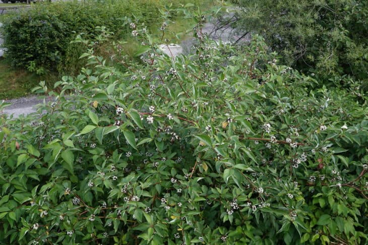 Redstem Dogwood - Red osier dogwood (Cornus sericea)