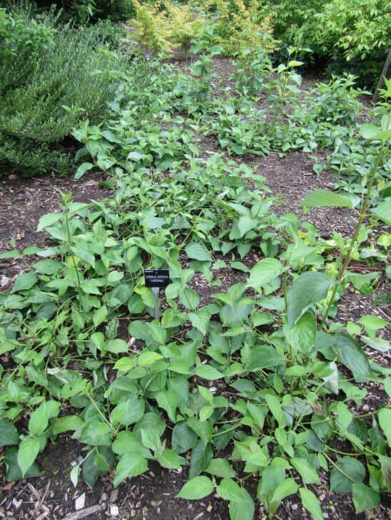 Redstem Dogwood - Red osier dogwood (Cornus sericea)