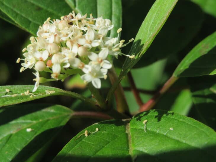 Redstem Dogwood - Red osier dogwood (Cornus sericea)