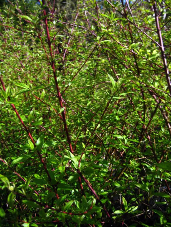 Redstem Dogwood - Red osier dogwood (Cornus sericea)