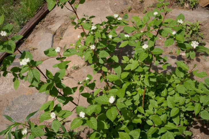 Redstem Dogwood - Red osier dogwood (Cornus sericea)