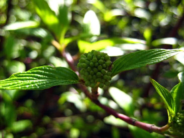 Redstem Dogwood - Red osier dogwood (Cornus sericea)