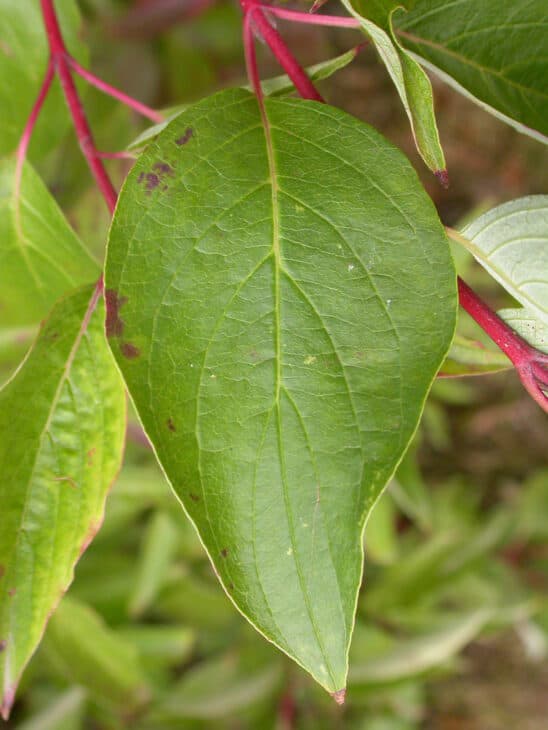 Redstem Dogwood - Red osier dogwood (Cornus sericea)