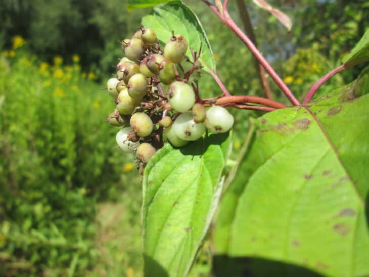 Redstem Dogwood - Red osier dogwood (Cornus sericea)