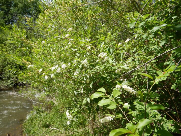 Redstem Dogwood - Red osier dogwood (Cornus sericea)